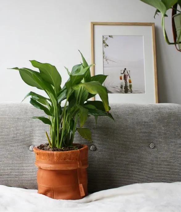 Leather Planter